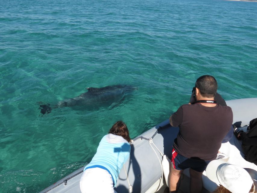 Setúbal: Dolphin Watching - Highlights of the Tour