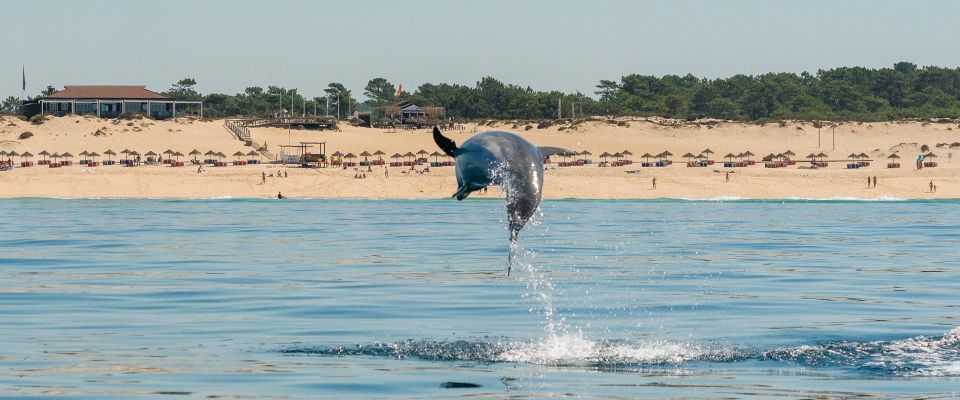 Setúbal: Dolphin Watching - Exploring Setúbal Bay