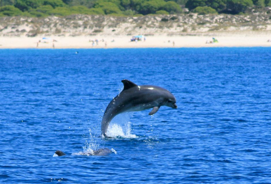 Setúbal: Dolphin Watching - Discovering Bottlenose Dolphins