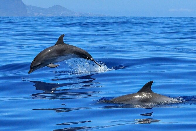 Setúbal Private Tour - Including Dolphin Watching - Included Amenities