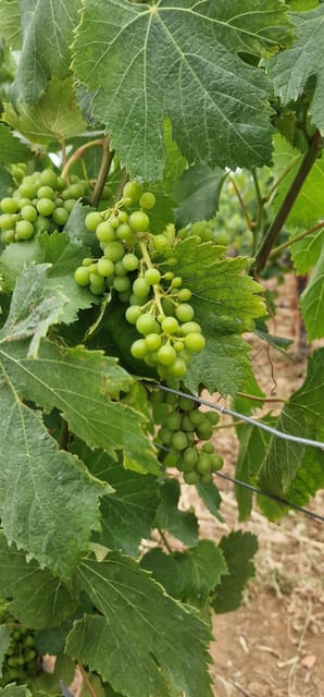 Setúbal: Private Tour with Wine Tasting and Tile Factory - Key Points