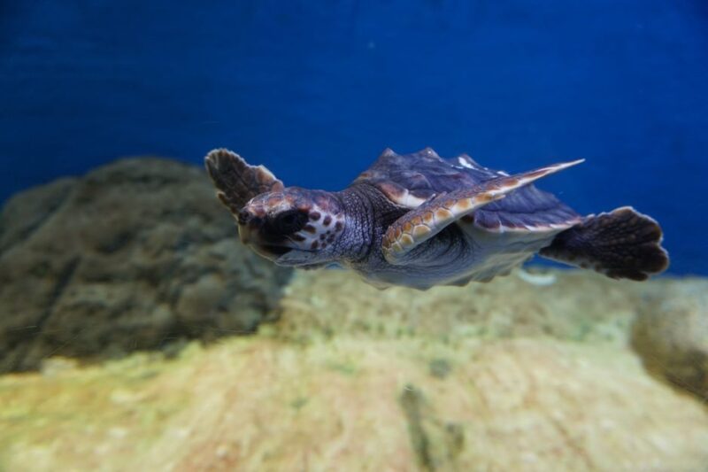 Seville Aquarium Admission Ticket - Good To Know