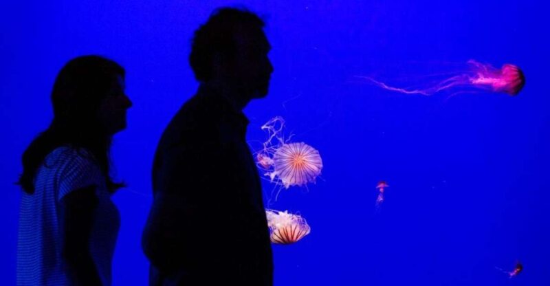 Seville Aquarium Admission Ticket - Exhibits and Highlights