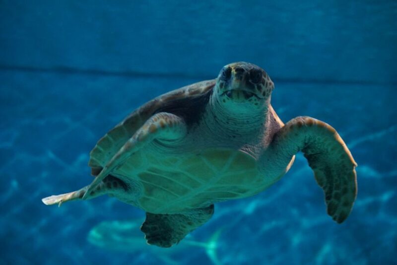 Seville Aquarium Admission Ticket - Visitor Experience