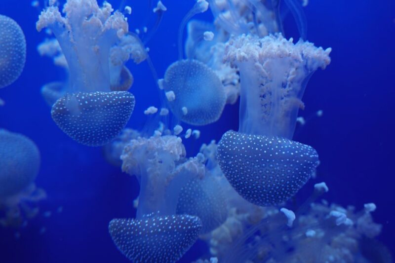 Seville Aquarium Admission Ticket - Directions and Accessibility