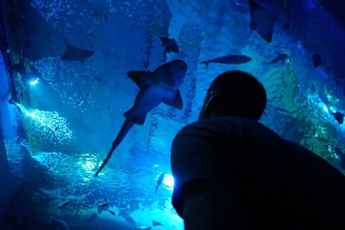 Seville Aquarium Admission Ticket - Aquarium Hours and Schedule