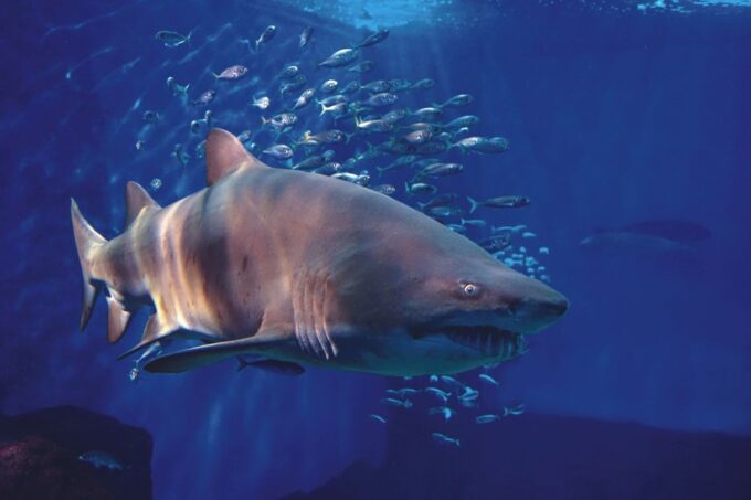 Seville Aquarium Admission Ticket - Frequently Asked Questions