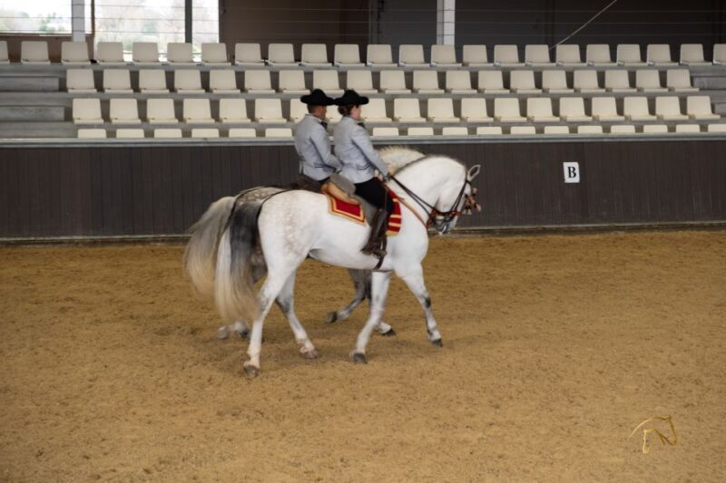 Seville: Horse's Show Entry Ticket. Optional Stud Farm Visit - The Experience in Detail