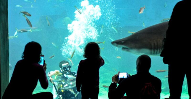 Seville: Minibus Tour, Aquarium and River Cruise - Guadalquivir River Cruise