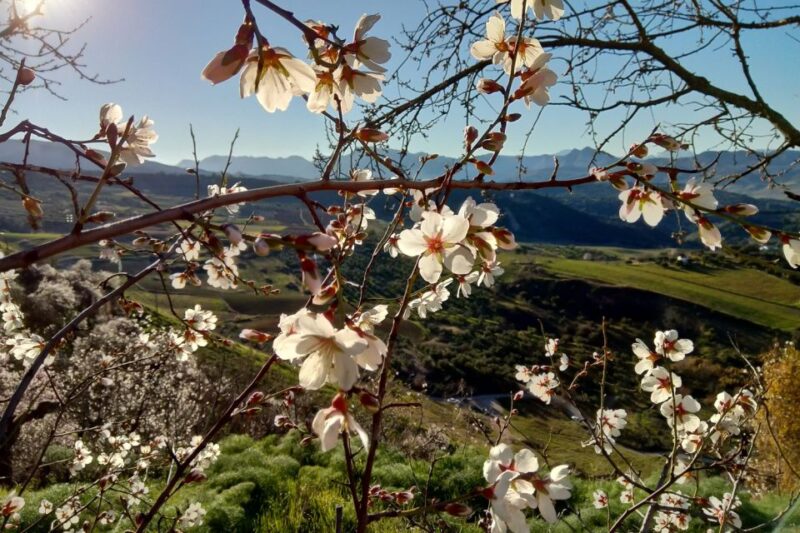 Seville: Private One-Way Transfer From Seville to Ronda - Traveler Ratings and Filters