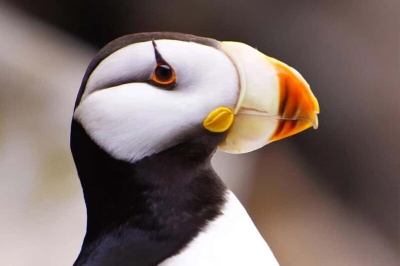 Seward: Captain's Choice Kenai Fjords National Park Tour - Final Thoughts