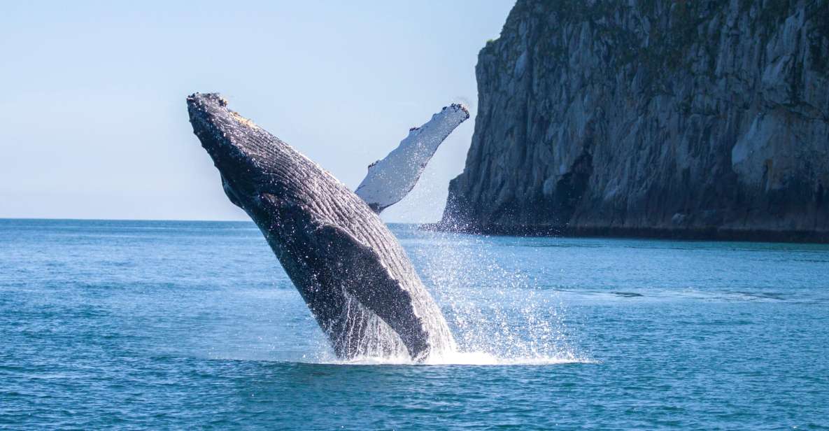 Seward: Kenai Fjords National Park 6-Hour Cruise - Activity Description