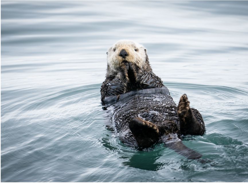 Seward: Kenai Fjords National Park 6-Hour Cruise - Frequently Asked Questions