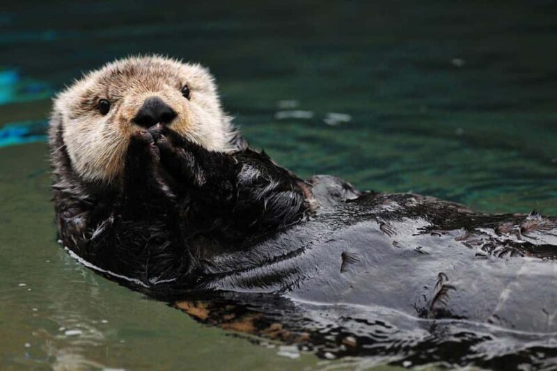 Seward: Kenai Fjords National Park Glacier & Wildlife Cruise - FAQ