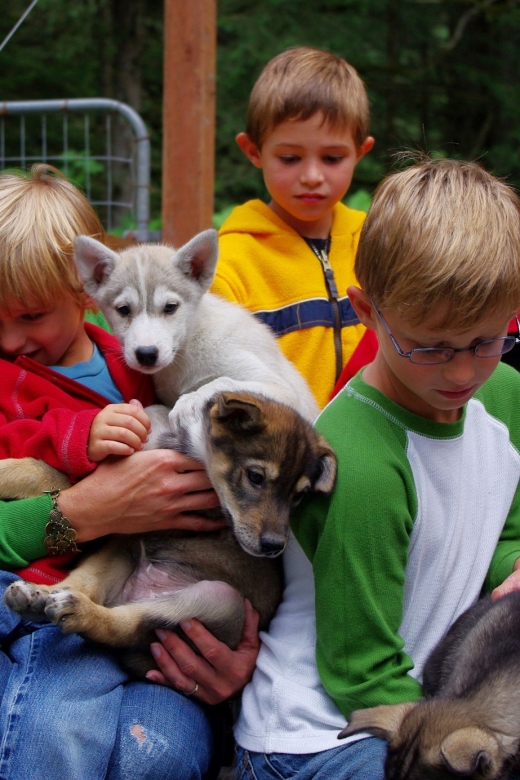 Seward: Summer Dog Sled Ride and Seavey Estate Tour - Learning Iditarod Race History