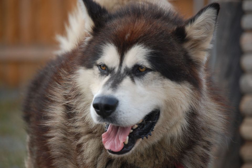 Seward: Summer Dog Sled Ride and Seavey Estate Tour - Interacting With Alaskan Huskies