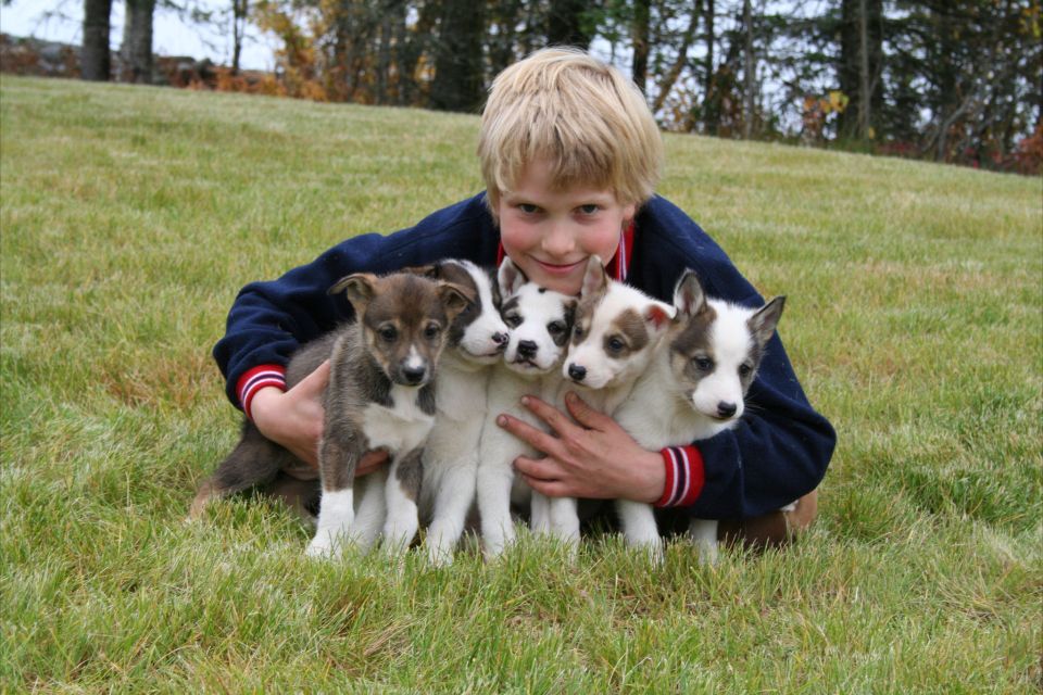Seward: Summer Dog Sled Ride and Seavey Estate Tour - Booking and Accessibility Details