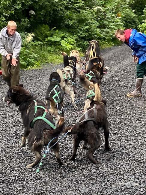 Seward: Turning Heads Kennel Tour & Dog Sled Ride - Exploring the Itinerary: What to Expect on This Kennel & Dog Sled Ride
