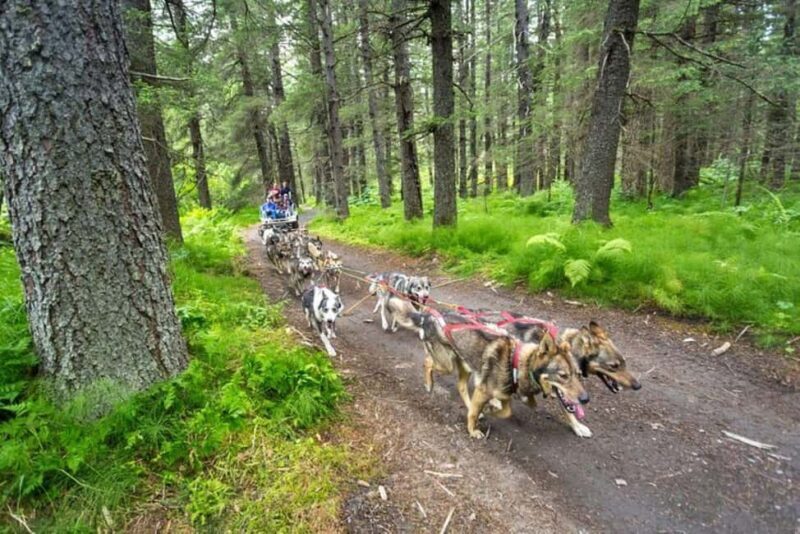 Seward: Turning Heads Kennel Tour & Dog Sled Ride - FAQ