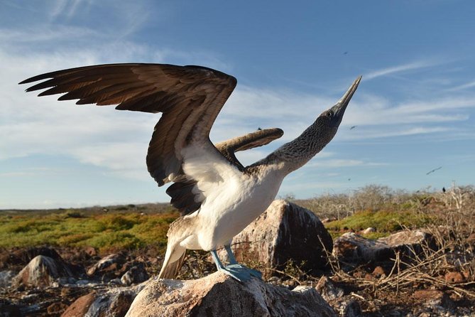 Seymour North Island & Las Bachas Full-Day Tour - Itinerary Highlights