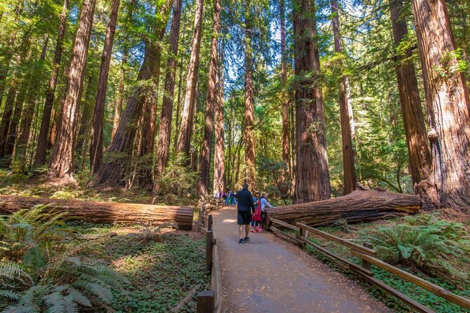 SF City, Muir Woods and Sausalito Tour With Optional Alcatraz - Tour Experience and Logistics