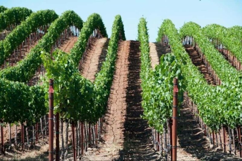 SF: Napa & Sonoma Wine Tour & Hop-on Hop-off Tour (Save 15%) - The Overall Experience: What Travelers Say
