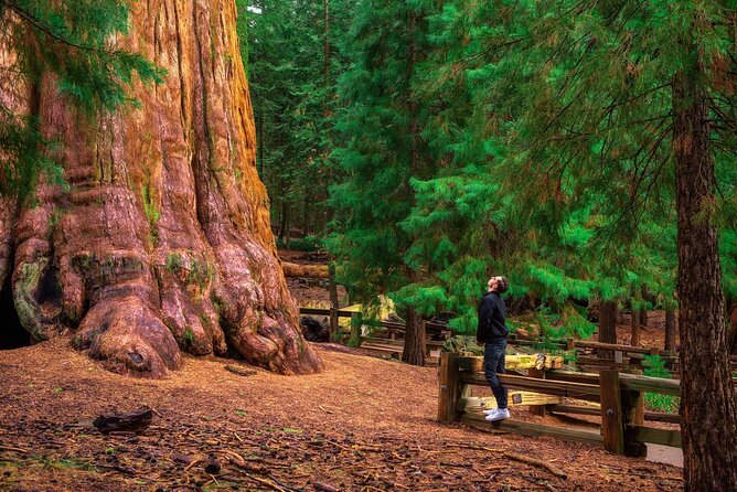 Shaka Guide: Sequoia National Park Audio Tour Guide - The Sum Up
