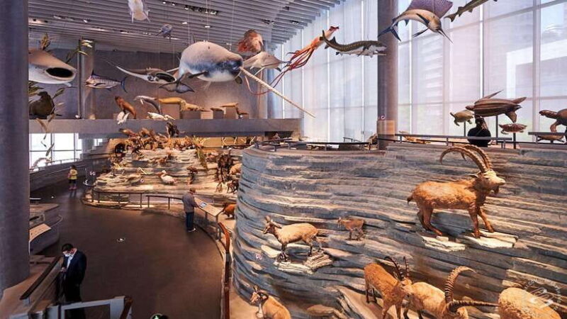 Shanghai: Natural History Museum Admission entry ticket - The Sum Up: Is the Shanghai Natural History Museum Worth It?