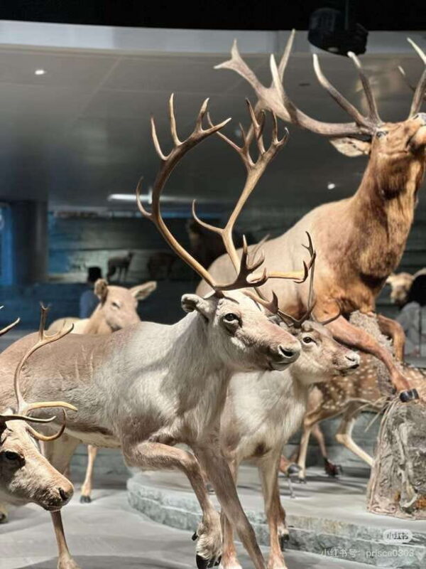 Shanghai: Natural History Museum with Tickets - What to Expect During Your Visit