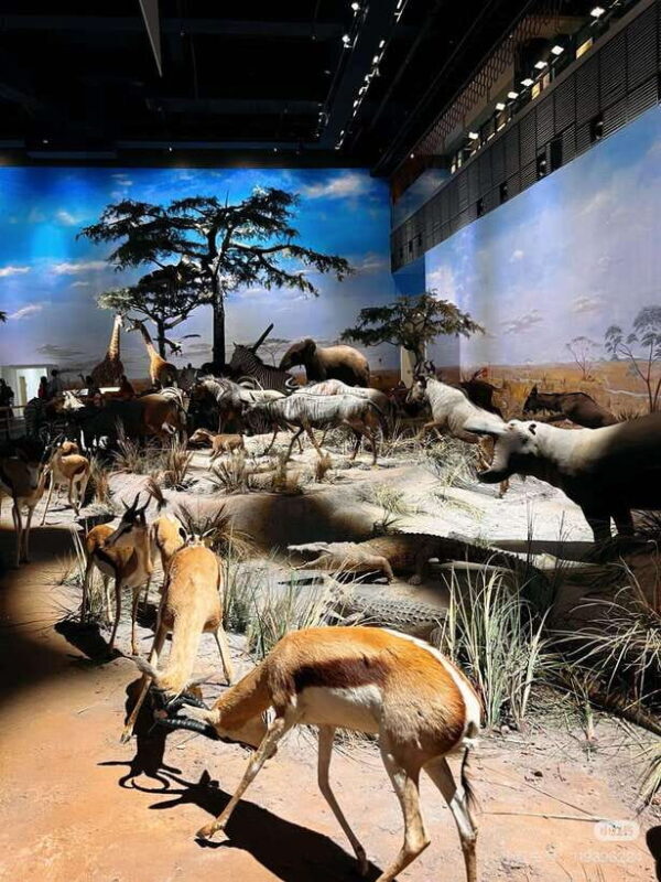 Shanghai: Natural History Museum with Tickets - The Real Value of the Ticket
