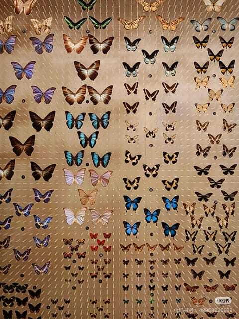 Shanghai: Natural History Museum with Tickets - The Experience According to Visitors