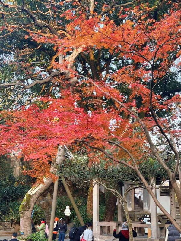 Shanghai One Day Tour to Suzhou: Lingering Garden Tiger Hill - Authentic Experiences and What Travelers Say