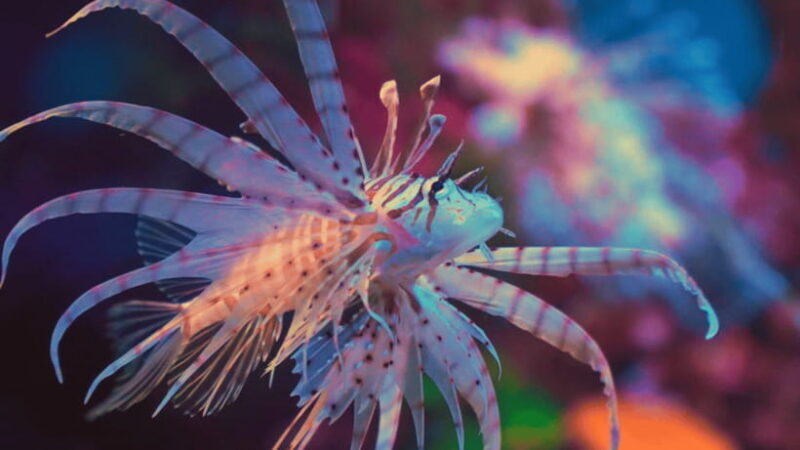 Shanghai: The Marine Wonders at Shanghai Ocean Aquarium - The Value of the Experience