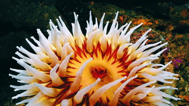 Shanghai: The Marine Wonders at Shanghai Ocean Aquarium - FAQ