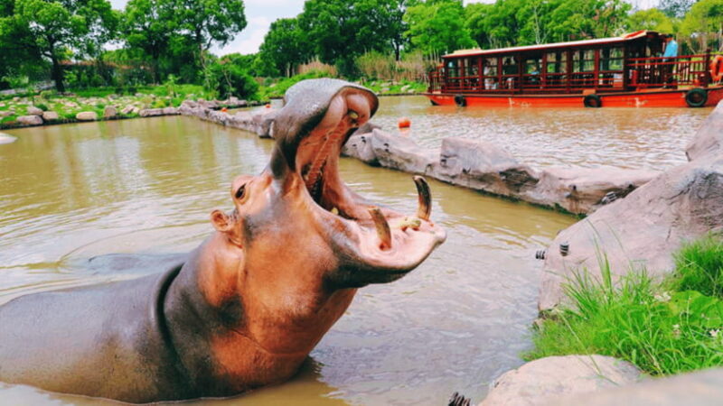 Shanghai: Wild Animal Park Ticket - What to Expect at Shanghai Wild Animal Park