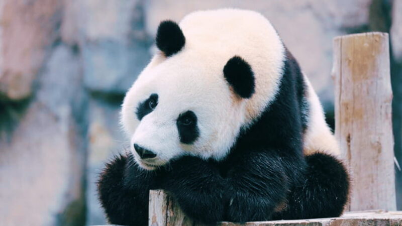 Shanghai: Wild Animal Park Ticket - Interactive Encounters
