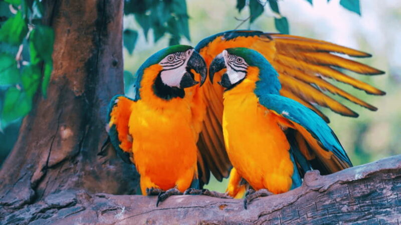 Shanghai: Wild Animal Park Ticket - Practicalities and Tips