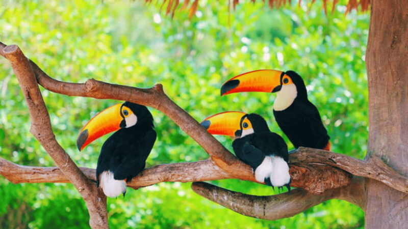 Shanghai: Wild Animal Park Ticket - Who Will Love This Tour?