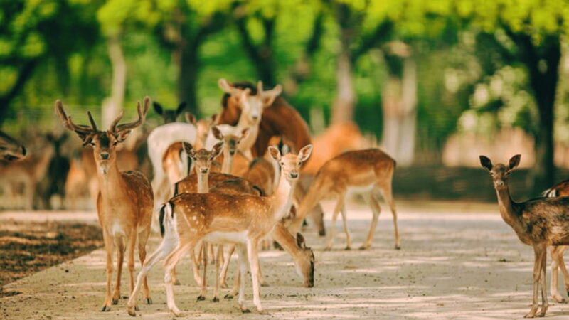 Shanghai: Wild Animal Park Ticket - The Sum Up