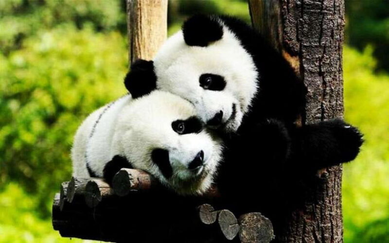 Shanghai: Zoo and Zhujiajiao Water Town Tour with Boat Ride - Key Points