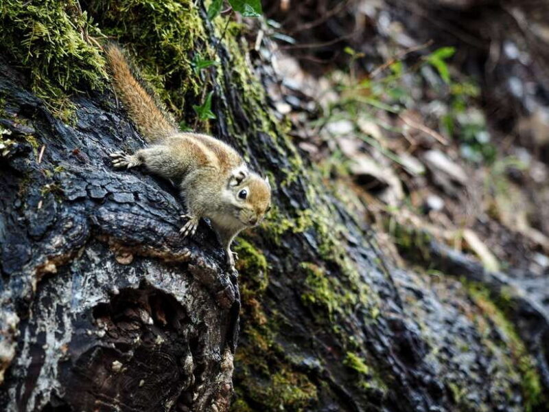 Shangri-La: Meili Snow Mountain and Yubeng Village Trek - Key Points