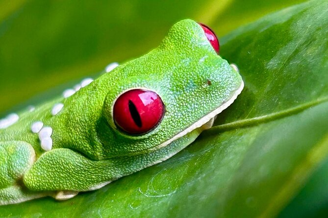 Shared Night Tour Forest Experience in Manuel Antonio - Schedule and Pricing