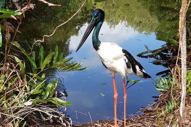 Shared Shuttle Return Transfers (ex Port Douglas) Transfers Only - A Closer Look at the Tour Experience