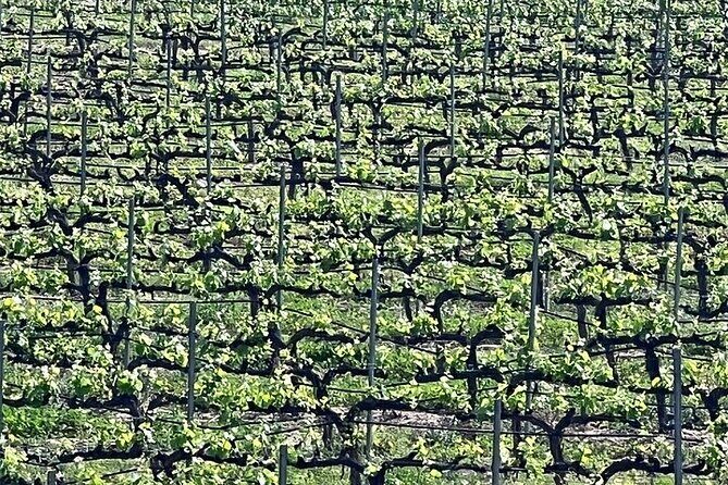 Shared Temecula Wine Tour from Tustin - Next Stop: Oak Mountain Winery and the Underground Cave