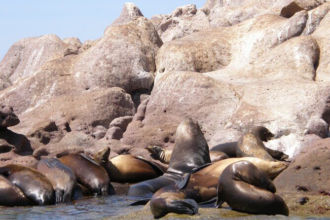 Shared Tour to Isla Espíritu Santo and Snorkeling with Sea Lion - Frequently Asked Questions
