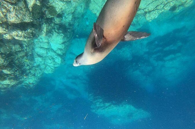 Shared Tour to Isla Espíritu Santo and Snorkeling with Sea Lion - Final Thoughts