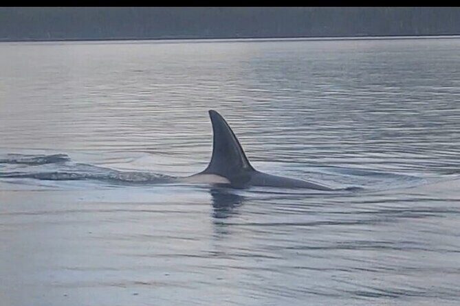 Shared Whale and Wildlife Viewing - Key Points