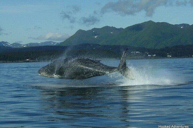 Shared Whale and Wildlife Viewing - Who Should Consider This Tour?