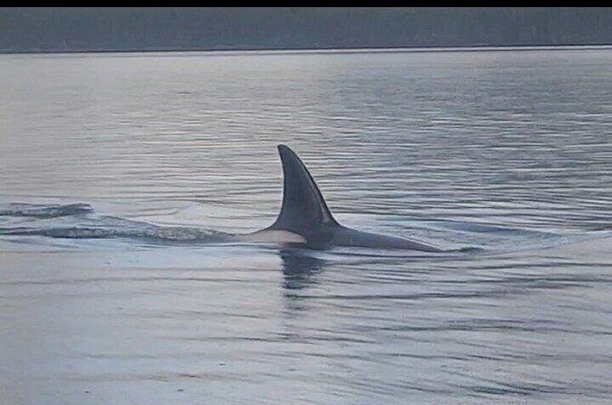 Shared Whale and Wildlife Viewing - The Sum Up