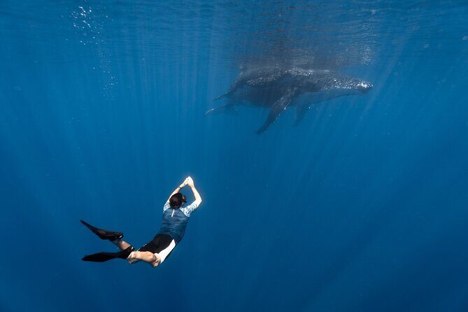 Shared Whale Expedition - Key Points